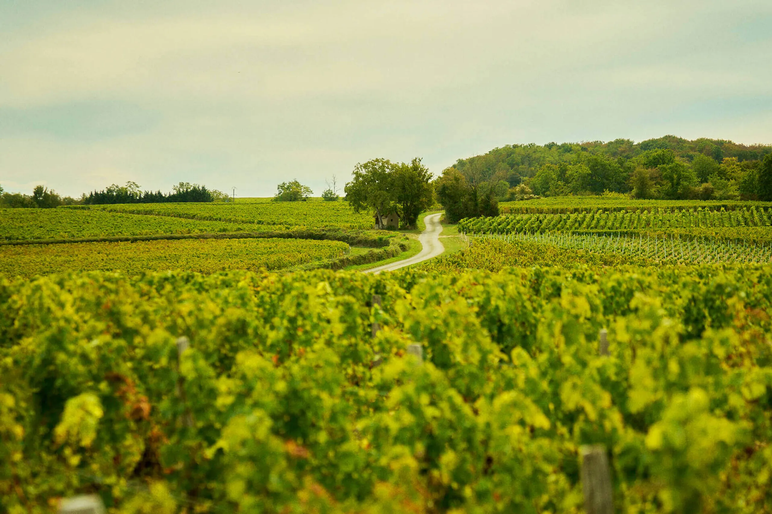 Historic Saint Marie Luxury Chateau with Heated Pool and Sprawling Vineyards — photograph 5